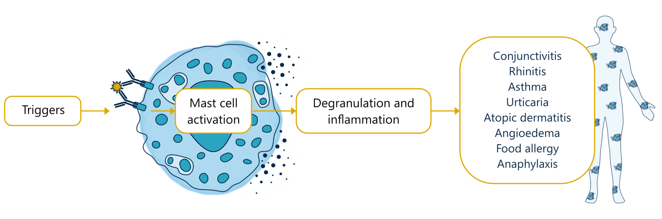 schematic illustration of various triggers leading to uncontrolled mast cell activation driving degranulation and inflammation and manifesting in various clinical presentations including conjunctivitis, rhinitis, asthma, urticaria, atopic dermatitis, angioedema, food allergies, and anaphylaxis